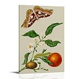 Ilustración de historia natural de la rama de Sevilla de Maria Sibylla Merian naranja con polilla Rothschildia, impresiones botánicas para decoración de pared, lienzo, impresiones artísticas para