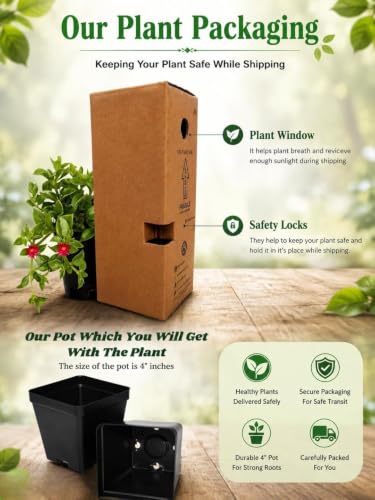 Image of Live Laxmi Kamal Succulent Plant with Pot | Original Lakshmi Kamal Good Luck Vastu Plant | Indoor Outdoor Decorative Plant for Home Office Living Room Desk Balcony Decor