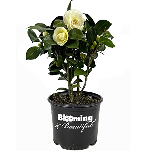 Lemon Glow Camellia - 3 Gal - Evergreen Shrub - Soft Lemon Yellow Creamy Butter Blooms - Winter Spring - Cold Hardy - Zones 6-9 – Camellia Japonica ‘Lemon Glow’ - 3 Gallon Pot