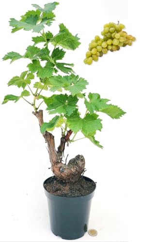 Se sei interessato ad altre nostre offerte digita: www.amazon.it/powerstoflowers