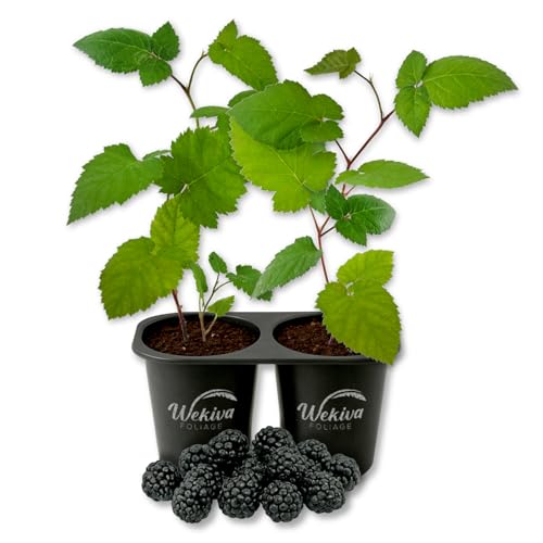 Osage BlackBerry Plant - 2 Live Starter Plants - Rubus - Edible Fruit Bearing Bush for Patio and Garden