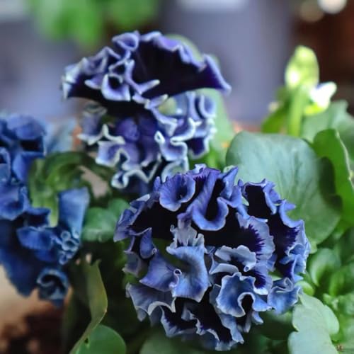 semillas de violeta de cuerno perenne, raras Viola cornuta - jardín rocas perennes resistentes semillas balcón jardín para lugares 100pcs