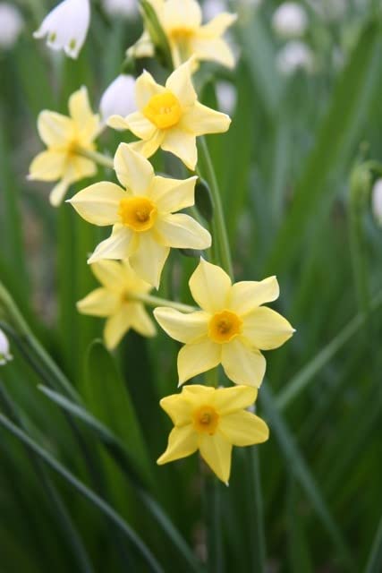 Narcissus Texas Star