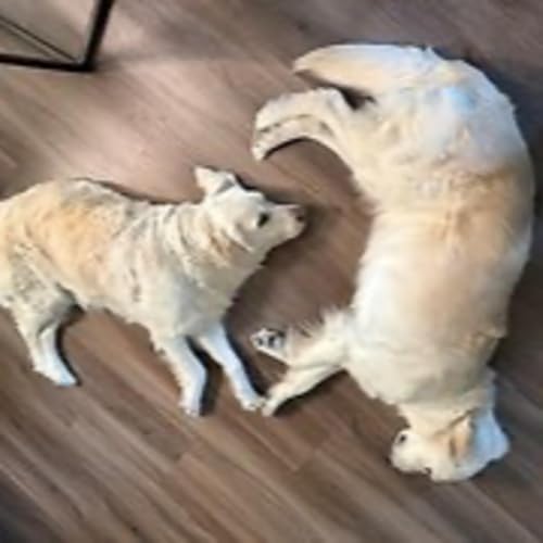 Episode 3101 - The Scott Adams School 02/2/26