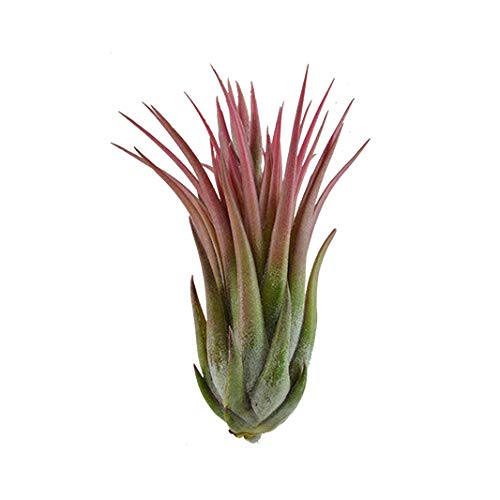 Biotope Aquatics Ltd - Large Tillandsia IONANTHA SCAPOSA Live Airplant for House Vivarium Decoration Plantβ¦