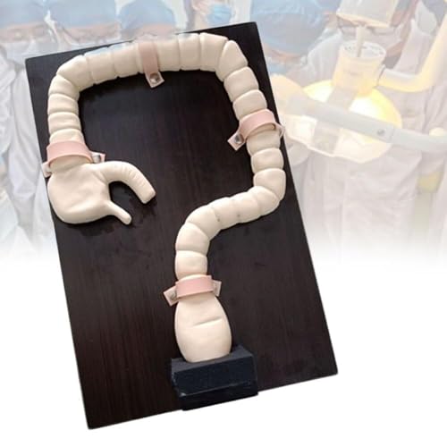 Modelo de colonoscopia con simulador de sigmoidoscopio para un entrenamiento médico realista 2
