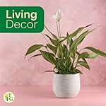 Thorsen's Greenhouse Live Peace Lily Plant, Spathyphylum, Low Light, Natural Air Purifier Live Indoor Plant, 4" Diameter Pot (Growers Pot, 4-inch Pot) - Image 5