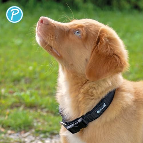Petlando Hundehalsband Schwarz für mittelgroße Hunde, leicht & weich gefüttert mit atmungsaktivem Mesh, stufenlos verstellbar, langlebig & robust, Größe M (45-50 cm, Breite 4 cm), Halsband Hund breit