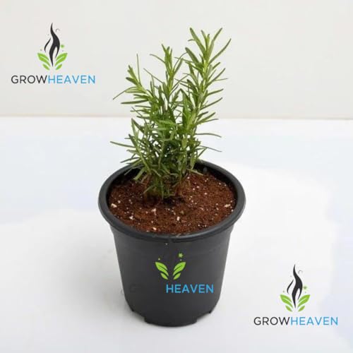 Image of live plants (ROSEMARY HERBS)