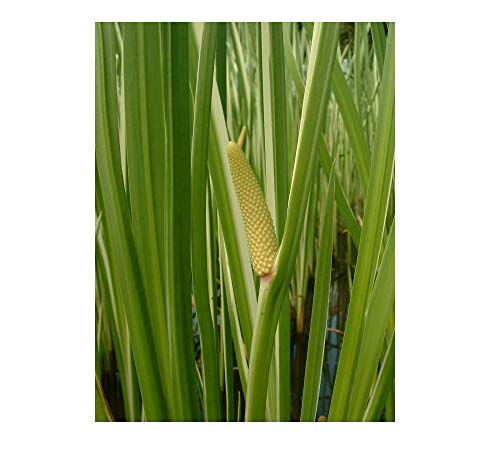 25 Acorus Calamus VAR Pond Plant marginal Early Bird Discount