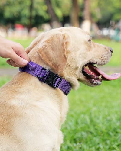 Joytale Taktisches Hundehalsband mit Griff Halsband Hund 3.8 cm Breit Hundehalsband für Große Hunde Verstellbar aus Nylon, Lila, L
