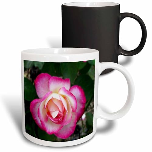 3dRose Lovely Double Delight Rose blossom 11oz Magic Transforming Mug