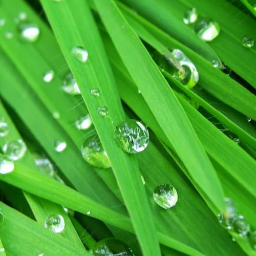 Aceite Esencial Orgánico de Lemongrass 10ml miniatura 6