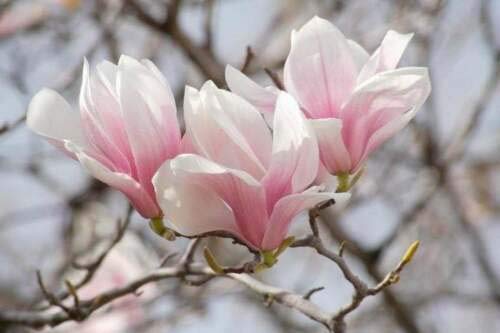 Saucer Magnolia Shrub/Tree - 6-12" Tall Soulangeana Plant - Live Bush - Potted Seedling - 2.5" Pot - Magnolia X Soulangeana #TOP4