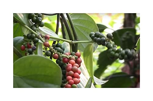 Pcs - 10x Poivre Noir Plante Grimpante Jardin Plantes - Graines ID1022 - Seeds & Plants Shop by Ipsa