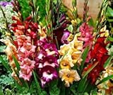 (10) Pretty Flowering Perenials, Dwarf Glamini Mixed Gladiolus, Sword Lily, Bulbs, Root, Plant, Great Spectacular Flower Heads