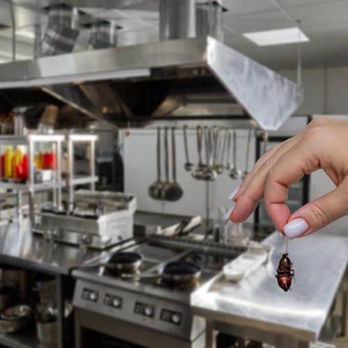 Early Signs of Cockroach Infestation in Restaurant Kitchens | Detection Tips, Food Safety Risks & Professional Pest Control Solutions