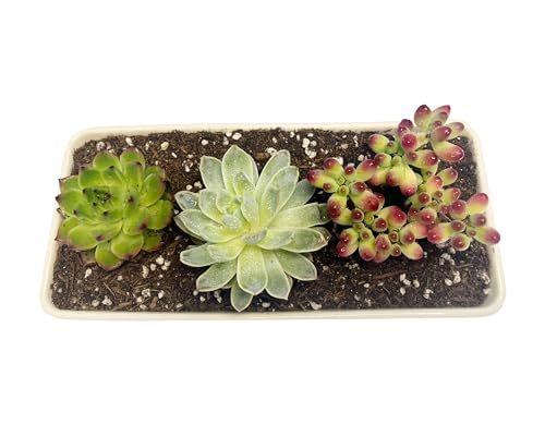 Kipokalor Rectangular White Ceramic Succulent Planter Pot,one Set of 10.19x4.64x3.22inch Modern Minimalist with Ceramic Saucer for Office,Desk,Window. by Kipokalor - Used condition - Image 5
