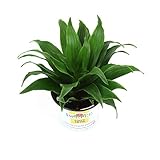 Burpee's Dracaena 'Janet Craig' | Indirect Medium Light, Easy Care House Plant | 4
