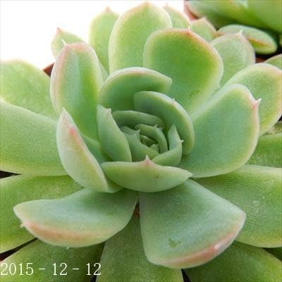 Amazon Kfエケベリア 花月夜 エレガンス ブリドニス交配種 多肉植物 エケベリア 観葉植物 オンライン通販