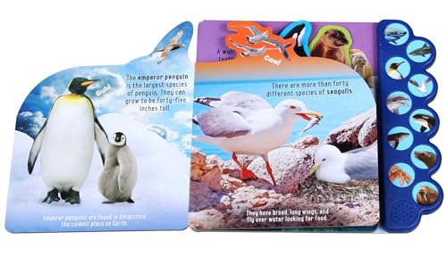 Discovery: Splash with the Sharks!