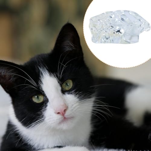 Modèle de dents en résine transparente pour observer les racines de chat - 4