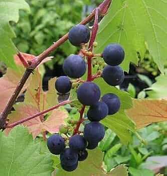 41bfTBHITuL._AC_UF350,