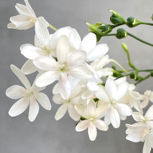 �P�w��q���q�I�E�M ��50�� ���� �A���o