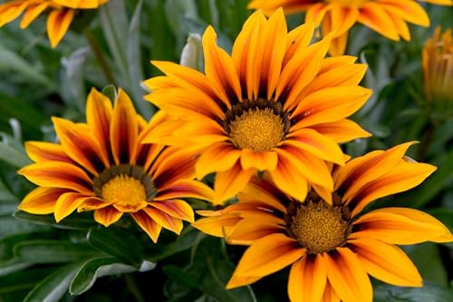 Image of Gazania Sunshine Mix Flower Seeds Pack of 50 Plus Seeds Multicolor Daisy Flower Seeds for Home Garden Balcony Pots Outdoor Gardening(Gazania sun shine)