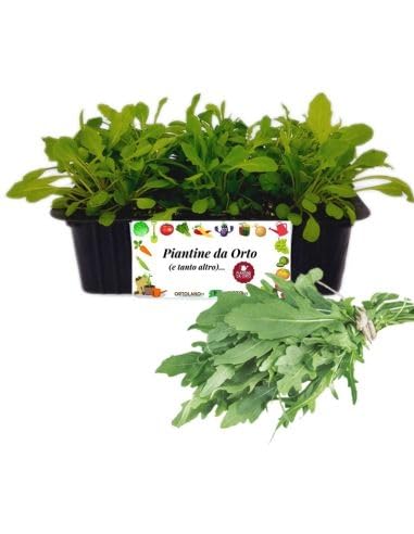 P. Piantine da Orto | Rucola, Kit 9 Piantine, Pianta Pronta per il Trapianto, Pianta Vera da Orto, da Balcone e da Esterno, Vivaio Italiano