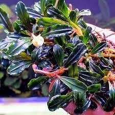 Maalavya Live Aquarium Aquatic Plant (Bucephalandra Brownie Adinda) Plant With Pot (B0C2PZWLSP) Amazon Price History, Amazon Price Tracker