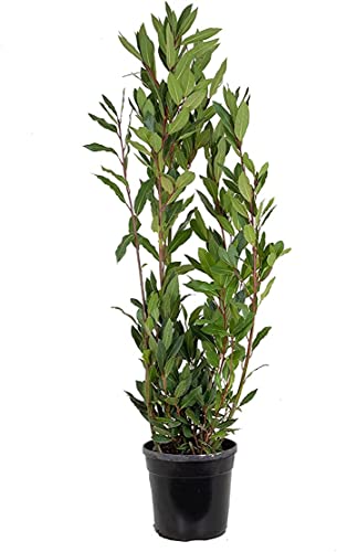 Laurel Árbol de Exterior Perfecto para Jardines