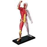 EXPLORA SCIENCES 546058 - Anatomía del Esqueleto Humano y músculo (46 Piezas, 19 cm, Esqueleto + Elementos Desmontables + Base – Kit de Descubrimiento – Kit de Descubrimiento a Partir de 8 años