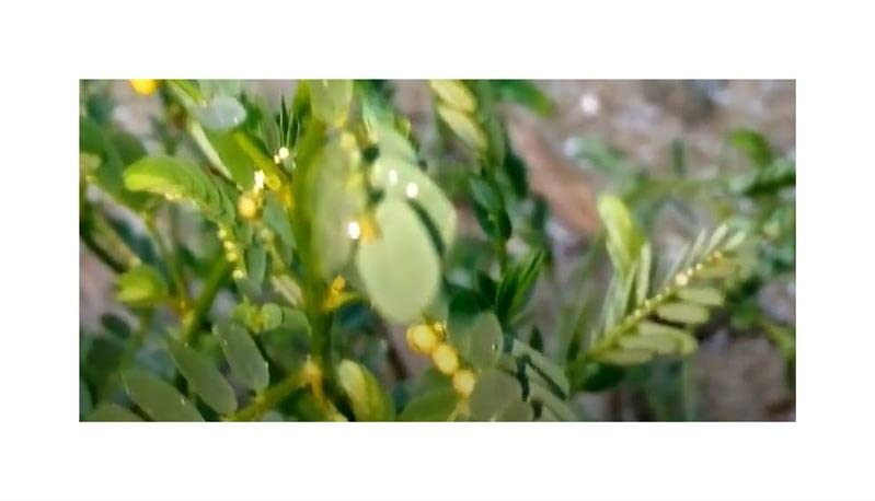Informazioni importanti: attribuiamo grande importanza alla qualità e all'elevato tasso di germinazione dei nostri prodotti, motivo per cui evitiamo lunghi periodi di conservazione.