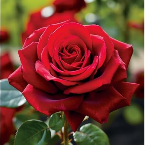 Carbeth Plants Rose Bush Pride of England Cover