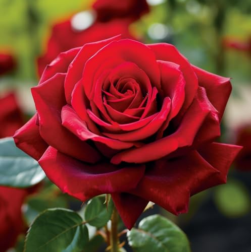 Carbeth Plants - Rose Bush 'Pride of England' in 3L Pot - Patriotic Red Rose for The Garden - Ready to Plant