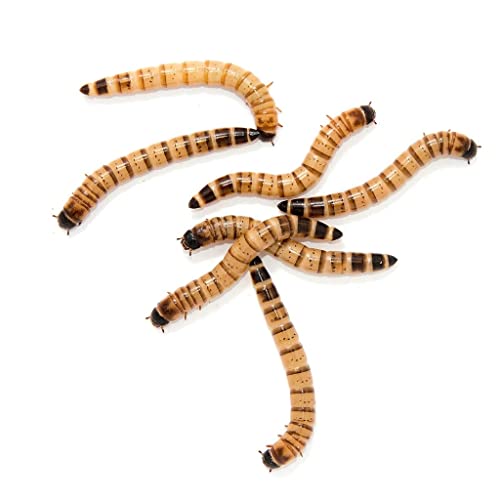 Live Superworms 300 Count Gut-Loaded (1.5-2 inches)