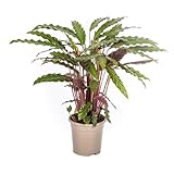 Plantenboetiek.nl