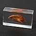 REALBUG Siemese Fighting Fish Paperweight (2.9x1.6x1)