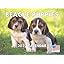 Beagle Puppy