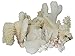 U.S. Shell, White Coral Assorted Pieces