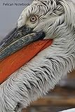  Pelican Notebook: Pelican notebook blank pages - Journal to write in - 120 pages - 6\
