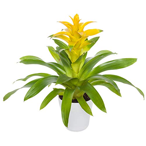 Planta con Flor Natural Guzmania Flores Amarillas para el Interior del Hogar