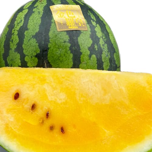 富里1番なりスイカ金色羅皇ＭＡサイズ2玉入り 先行予約 希少な黄金のスイカ 金色羅皇 こんじきらおう 尾花沢産