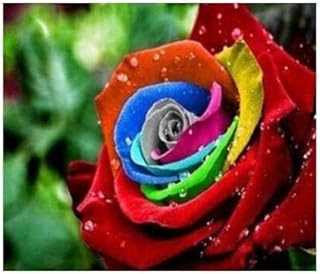 100 Pcs/Bag Rare Amazingly Beautiful Red Yellow Rose Flower Seeds Bonsai Rose Seeds Rare Flower Seeds Bonsai Seeds