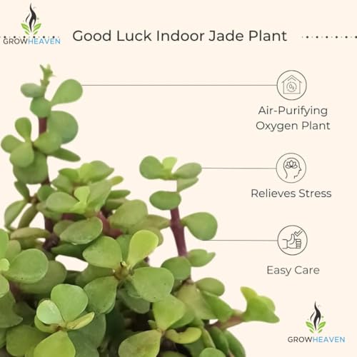 Image of LIVE (SMALL, SUCCULENT)