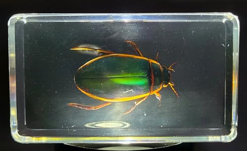 Image of 2.9 inch Real Golden Edge Great Diving Beetle in Crystal Clear Lucite Resin Paperweight Specimen Preserved Insect Bug Taxidermy Collection for Biology Science Education Desk Display Supplies