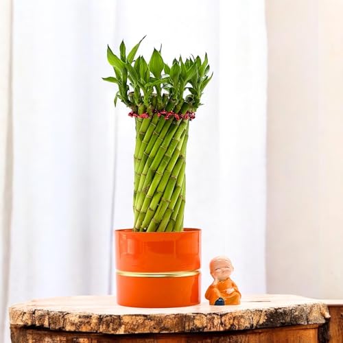 Image of Amulya Farms Live Lucky Bamboo Wheel plant in Ornage Metal Pot With Budha | Indoor Plants for home decoration | Ideal for Living room, Balcony, Office desk & Kitchen | Lucky Vastu Plant |