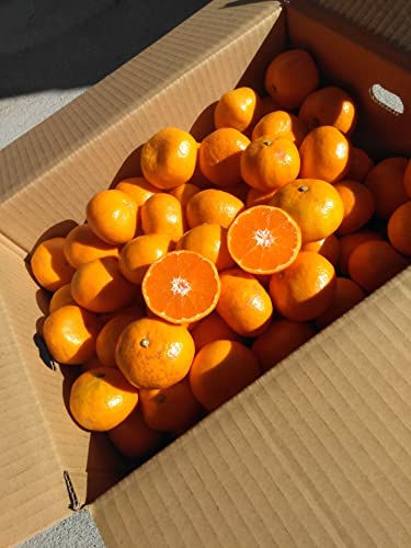 �R�k�݂��� �P�O���� �󂠂� �ƒ�p ���m���Y