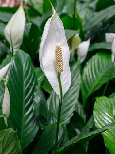 Image of Live Peace lily Flowers original Live Plant with Pot, Air Purifying Plant, Indoor Plants for Living Room, Gifting, Bedroom, Garden,Home Decor (Pece lily Flower Plant) (PECE LILY SINGLE PACK)